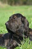 FILA BRASILEIRO 213